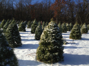 Ozark Valley Christmas Tree Farm