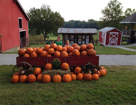 Right Choices Pumpkin Patch